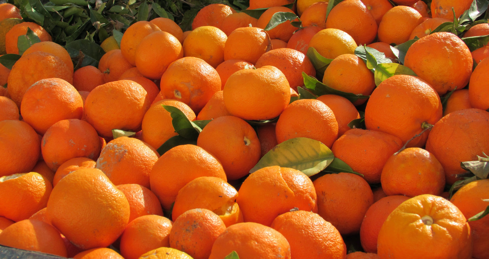 Seville Orange Marmalade